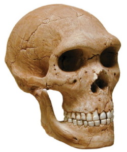 Neanderthal